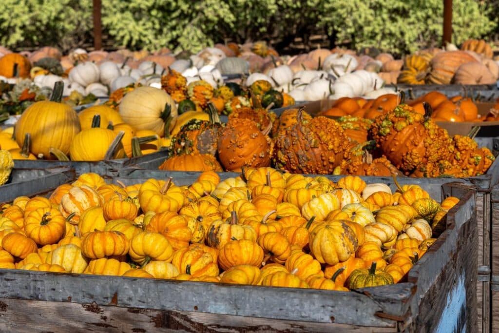 bins of pumpkins at Hunter Farms