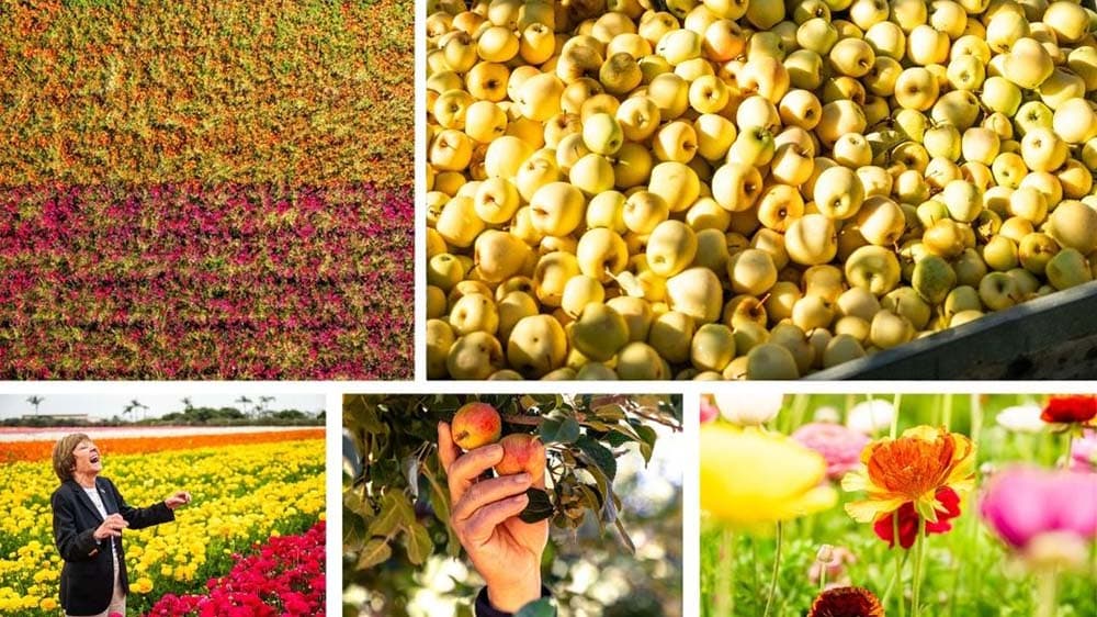 A collage of flowers and apples from San Diego Co