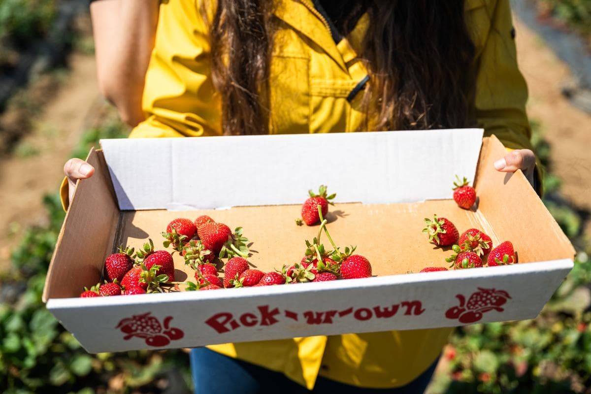 Harvest Your Own: A Guide to U-Pick Farms in the Central Coast