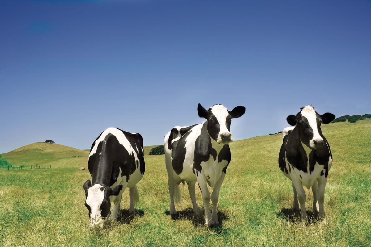 Get Cheesy: Visit The Sonoma Marin Cheese Trail