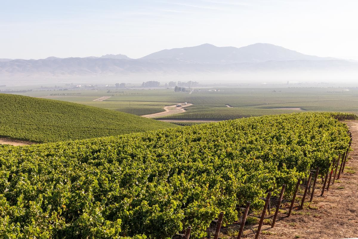 panorama image of Talbott wines in Monterey California