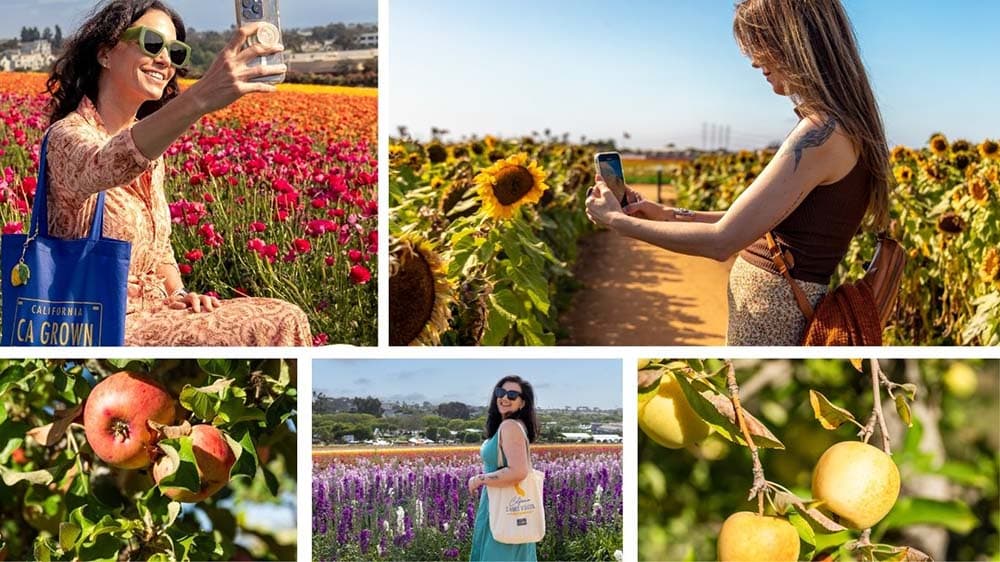 A collage of women in flowers fields and apples from San Diego Co