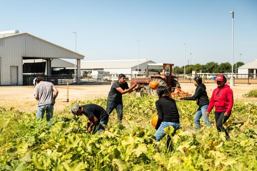 kids tossing pumpkins to each other at Madera FFA pumpkin patch