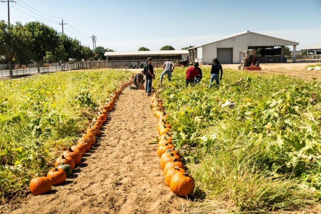 a path lined with pumpkins at the Madera FFA pumpkin patch