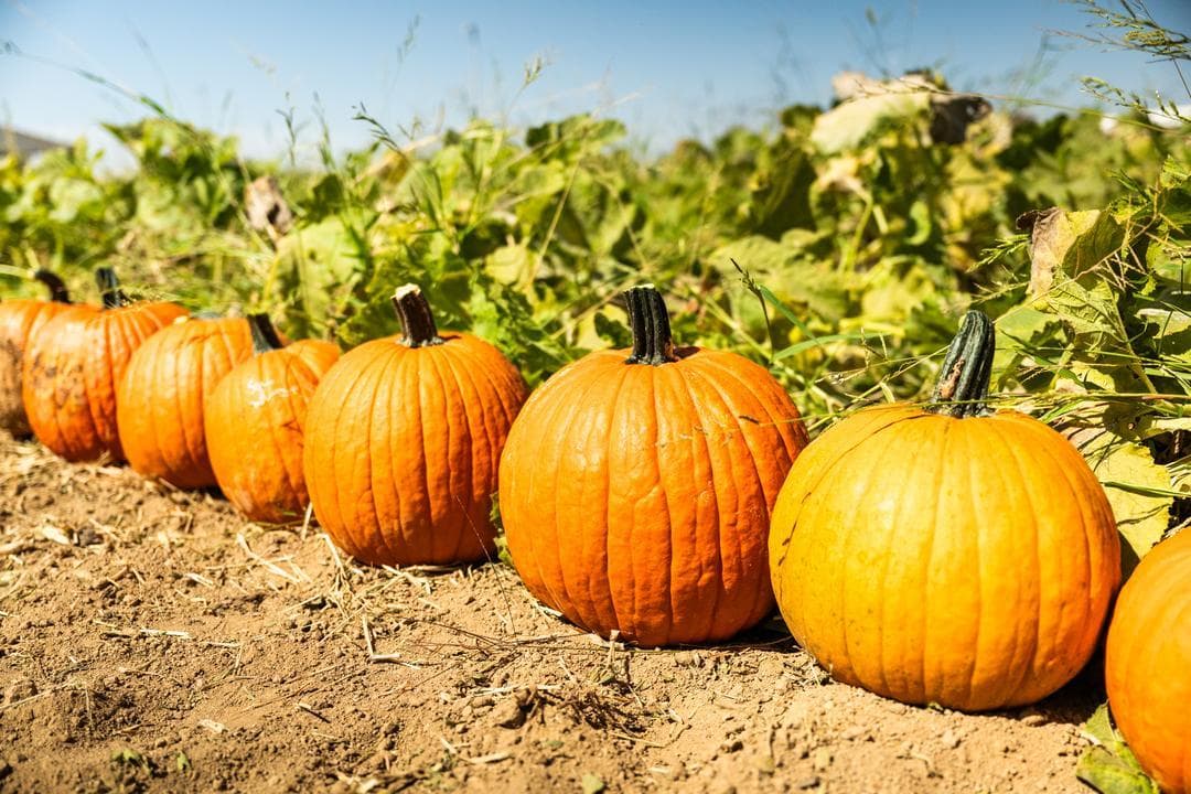 a row of pumpkins at a Central Valley pumpkin patch