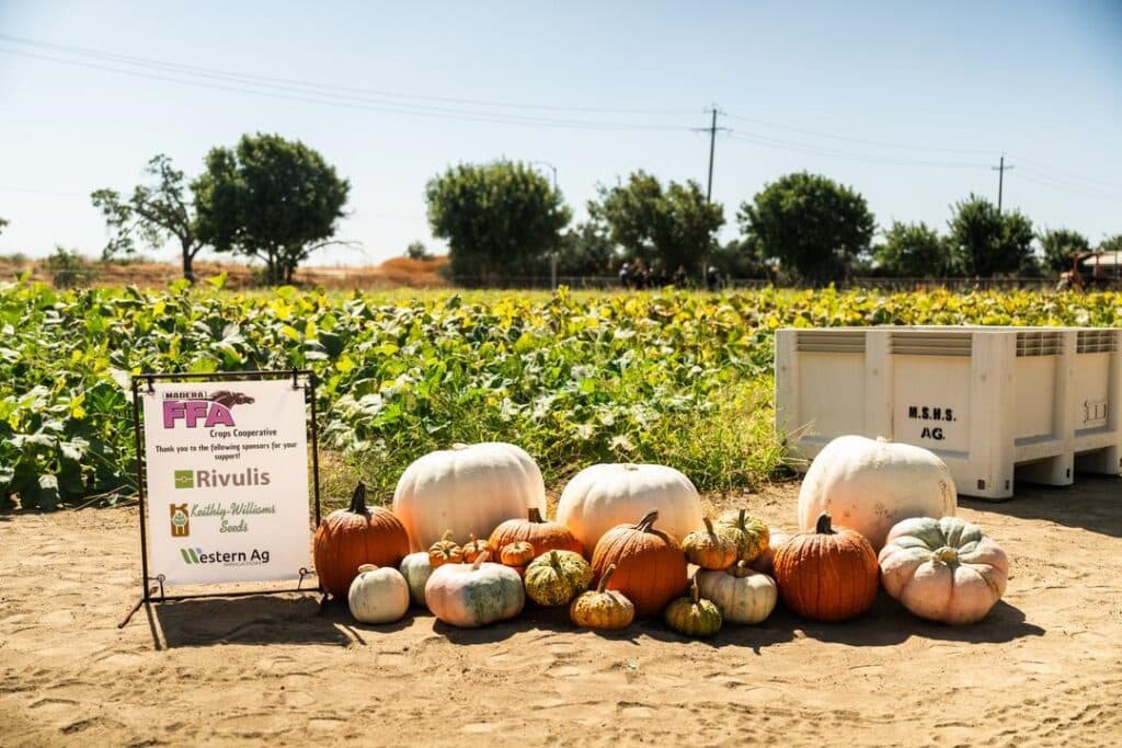 pumpkins in front of the pumpkin patch at Madera FFA pumpkin patch