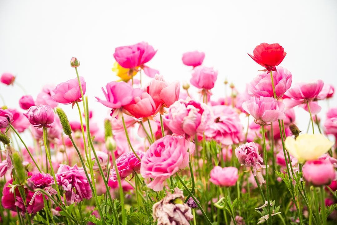 Spend a Perfect Day at The Flower Fields in Carlsbad