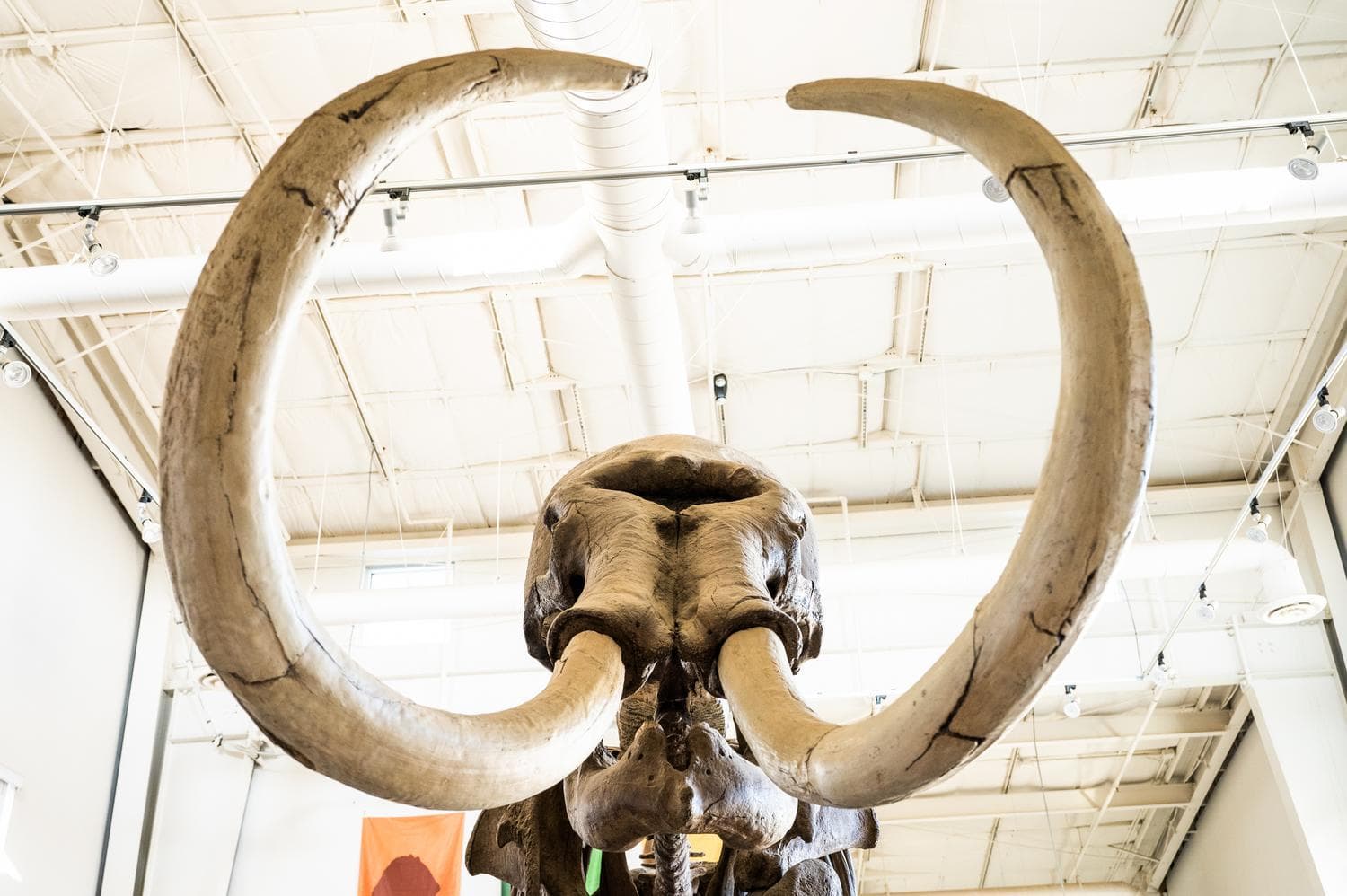 Colombian Mammoth skeleton at Fossil Discovery Center