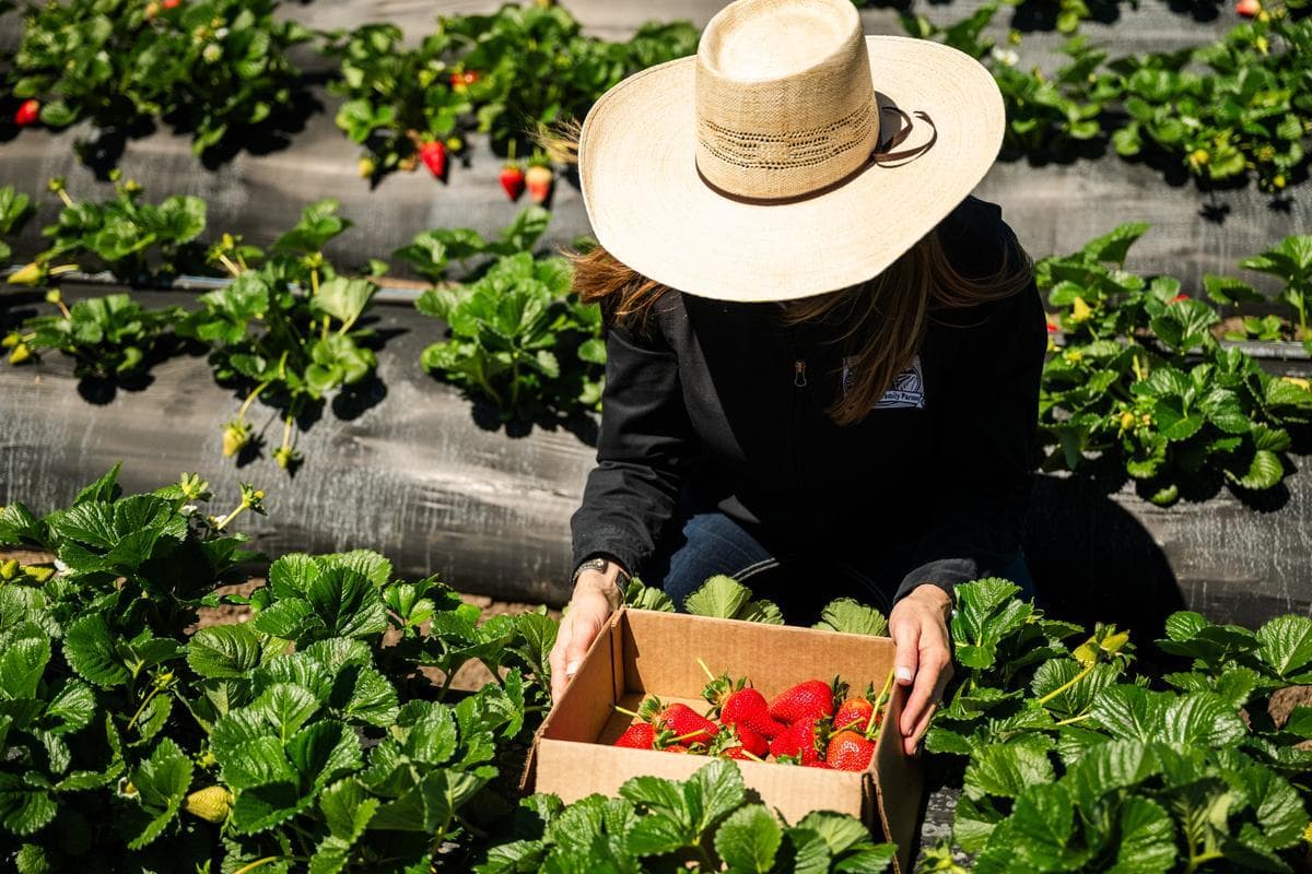 woman wearing hat picking strawberries at Underwood Family Farms