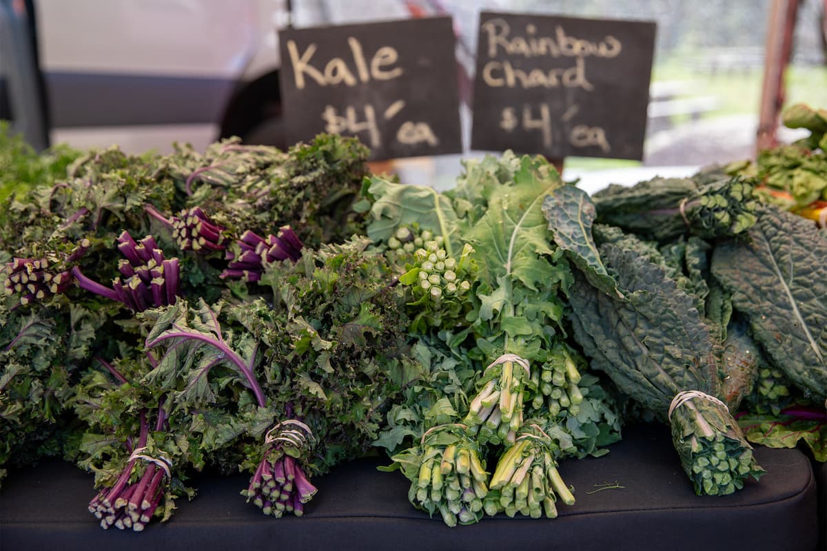 From Pasture to Picnic: Discovering Marin County Farms
