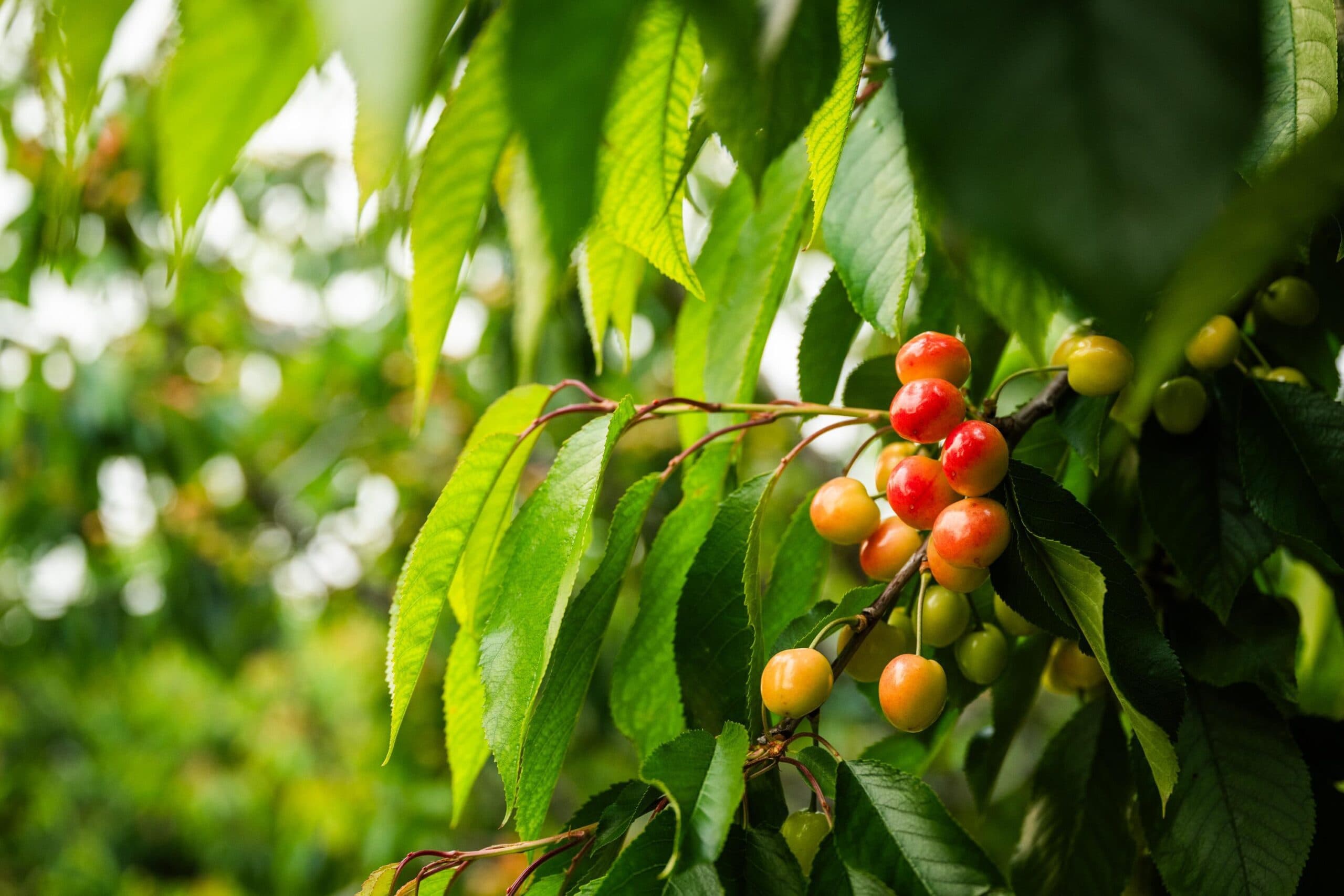 Bay Area U-Pick Farms: Why Brentwood Is the Place to Be