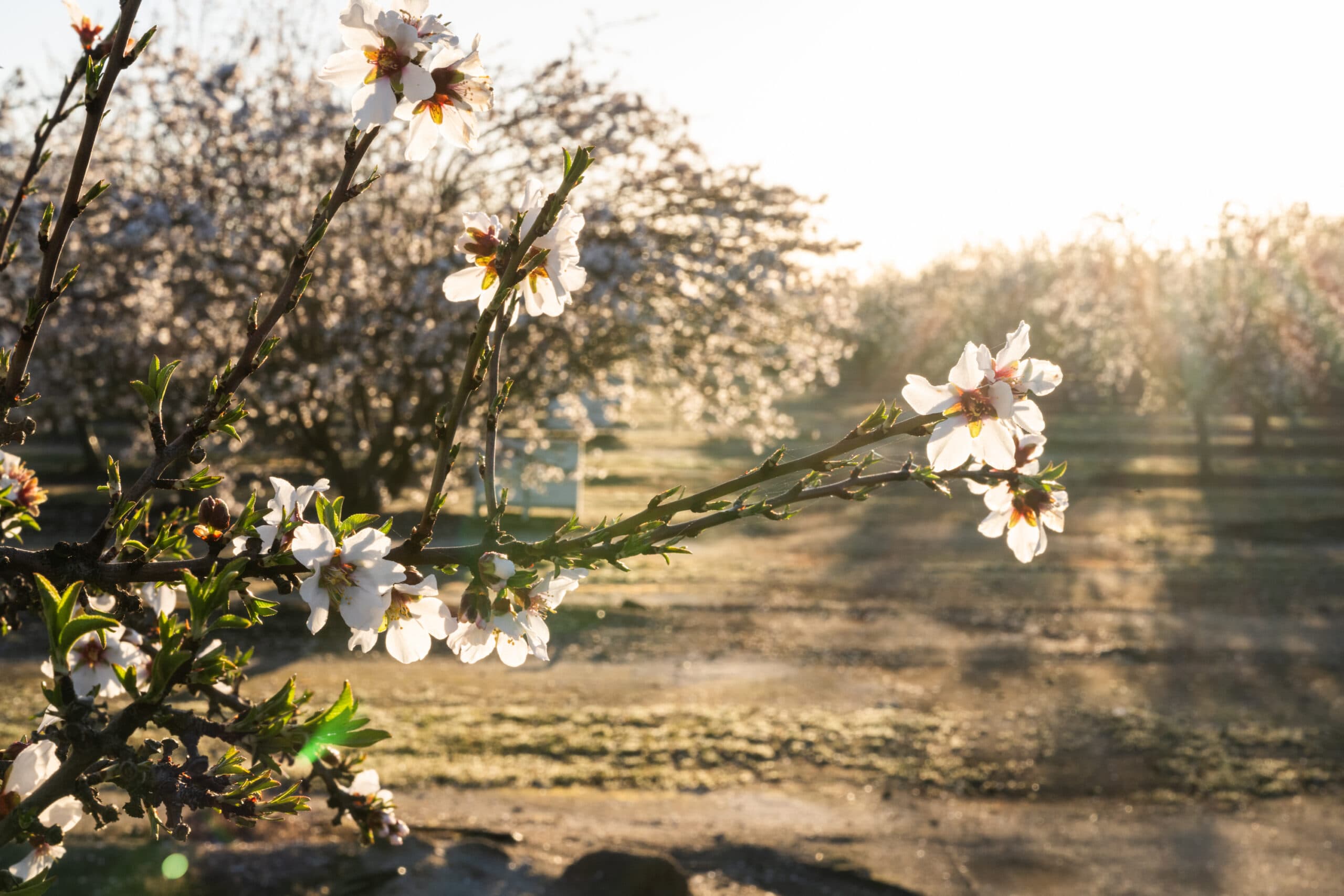 Explore the California Blossom Trails