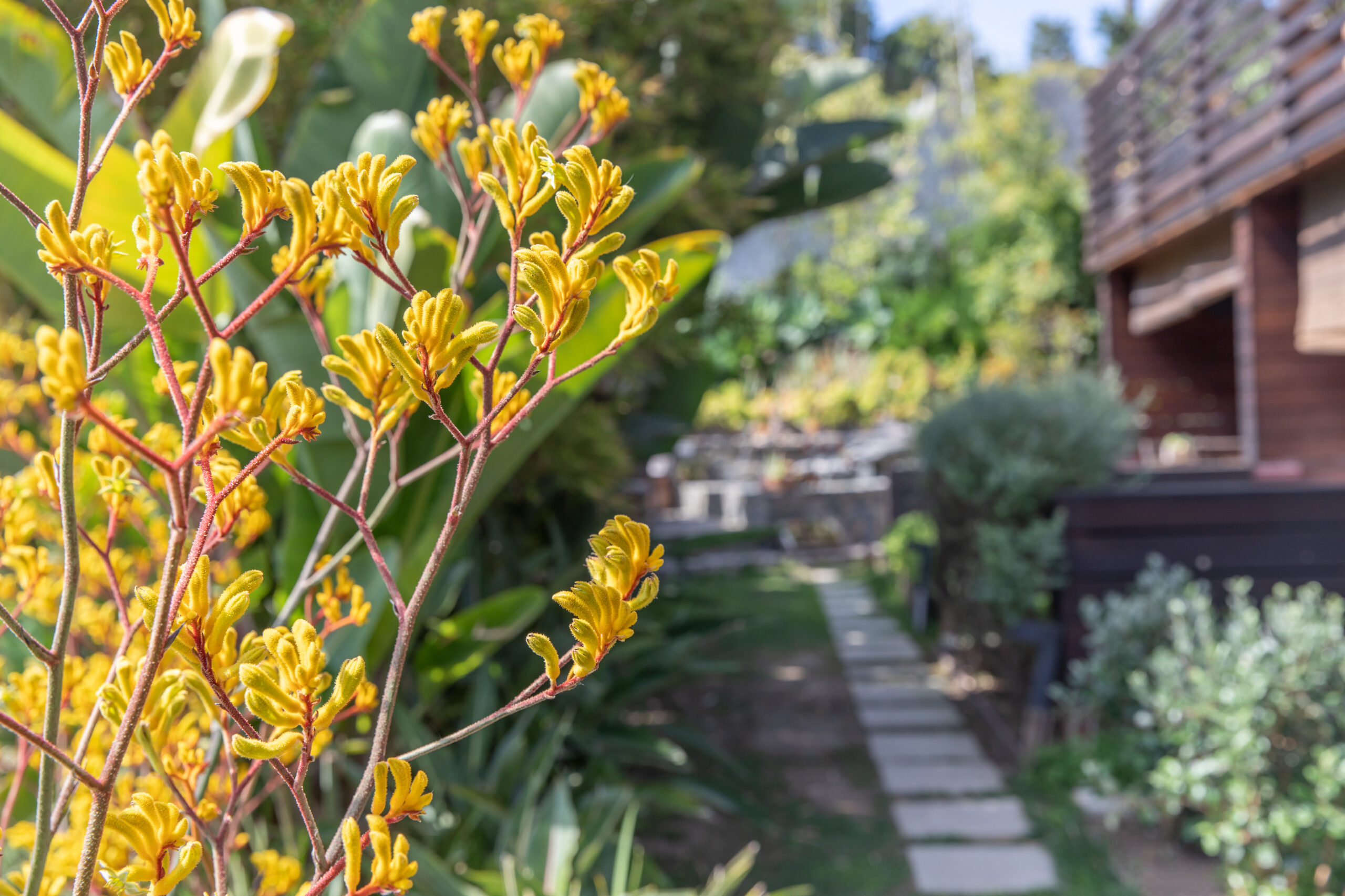 Walking oath to garden at the Inn at Moonlight Beach.