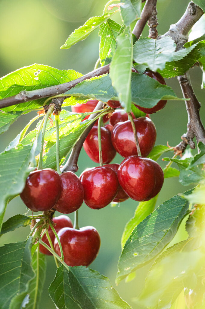 bright red cherries on a tree