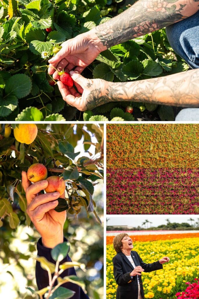 Collage of images of immersive farm experiences. 