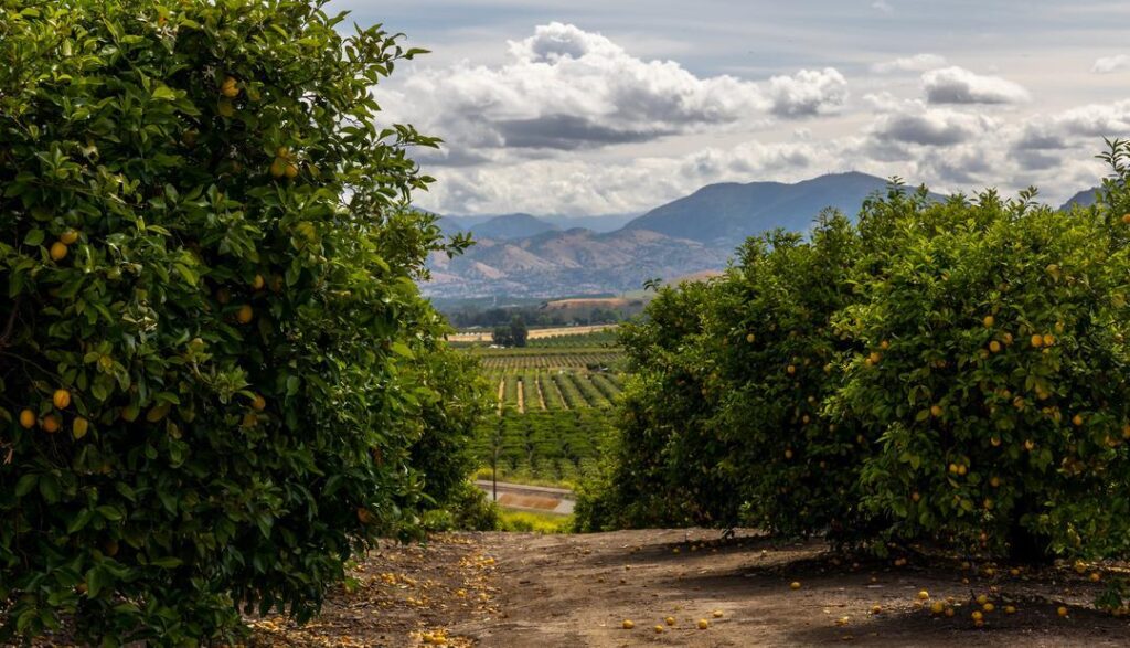 Orchards in the Central Valley