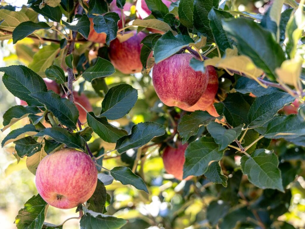 Apples on the tree at an apple orchard