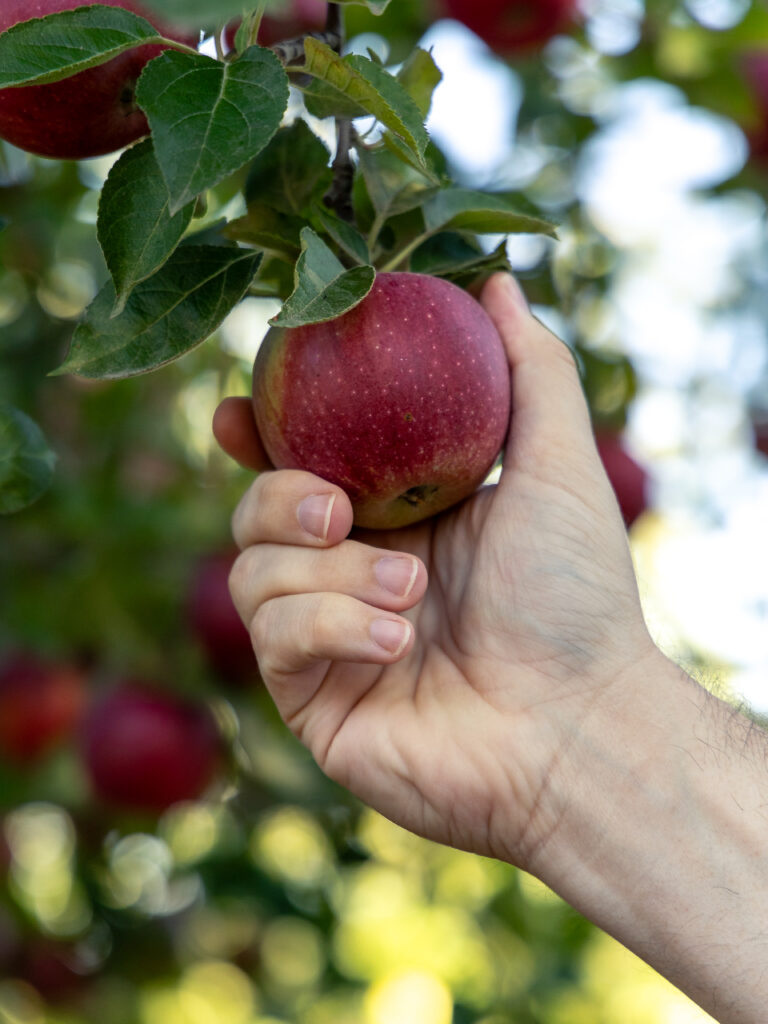 Person's hand holding ripe apple 
