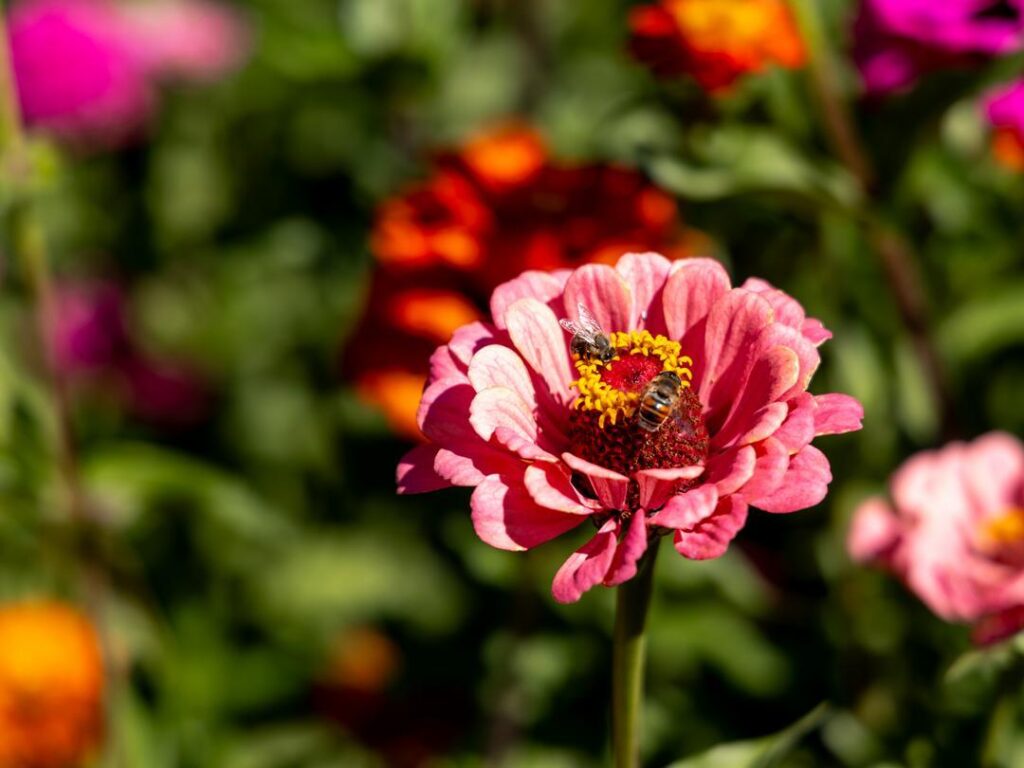 Zinnias in the garden at Wine and Roses