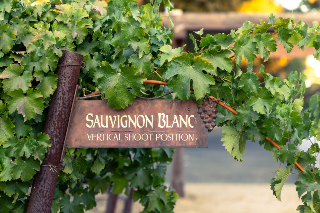 Sauvignon Blanc vines in the demonstration garden at Wine and Roses along Highway 99