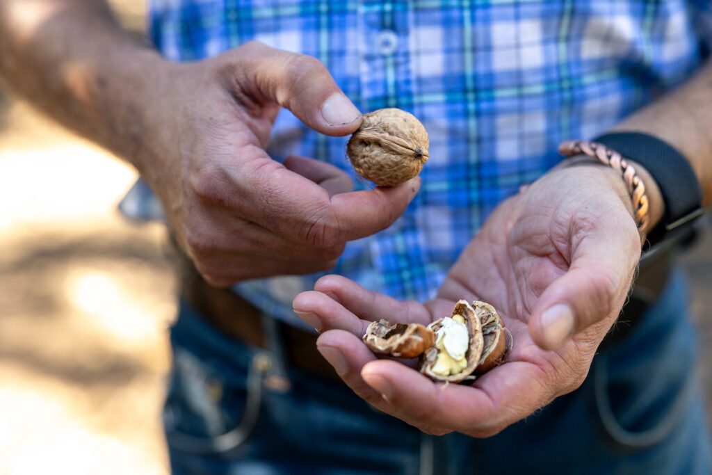 Close up of person with a blue plaid shirt holding in-shell walnut and other hand holding a cracked walnut 