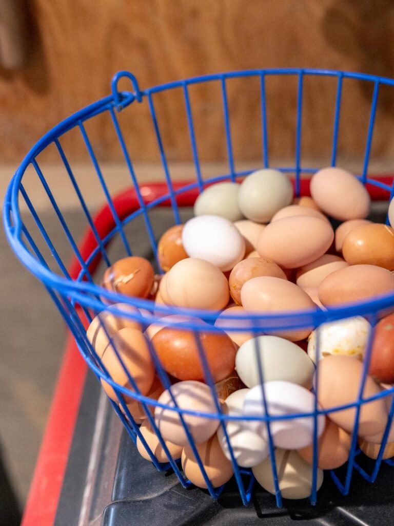 eggs in a basket