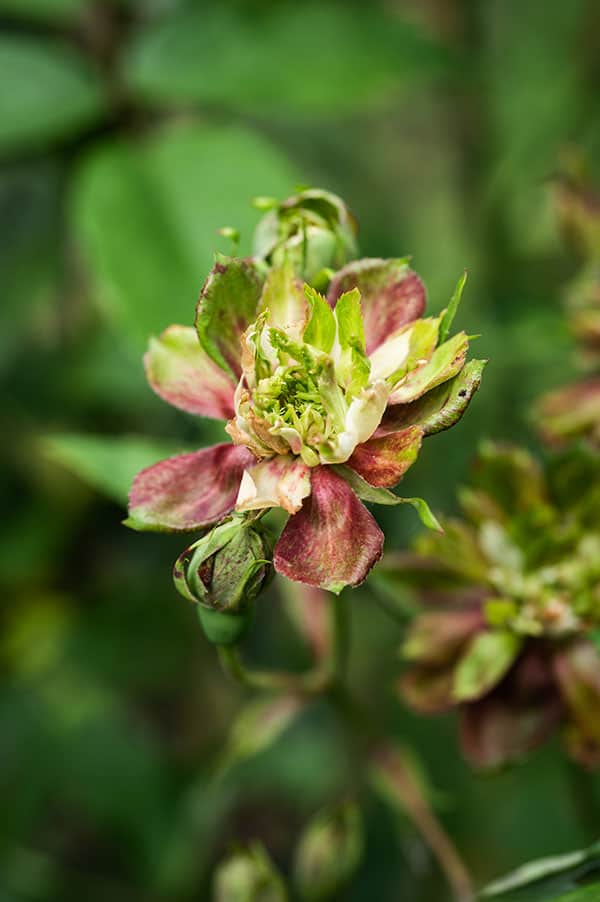 green rose in bloom
