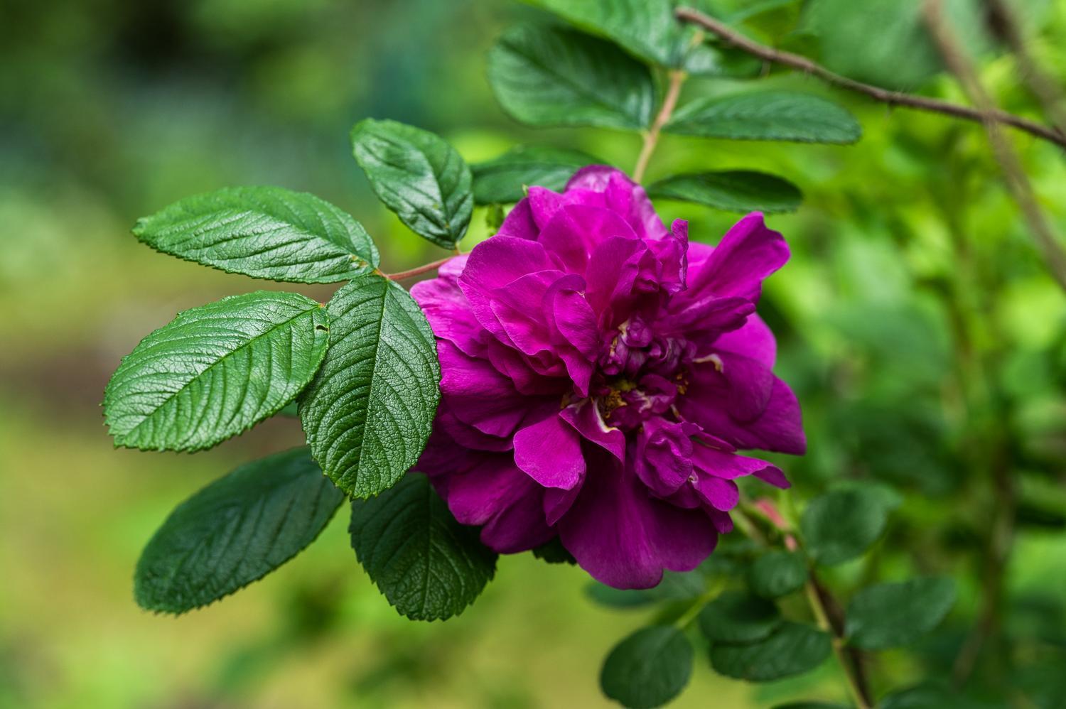 purple rose from The Roses of Yesterday and Today Rose, a magical Garden in Corralitos, CA - Santa Cruz County