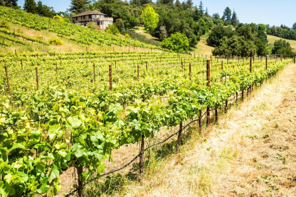 winegrapes growing in the santa cruz mountain region