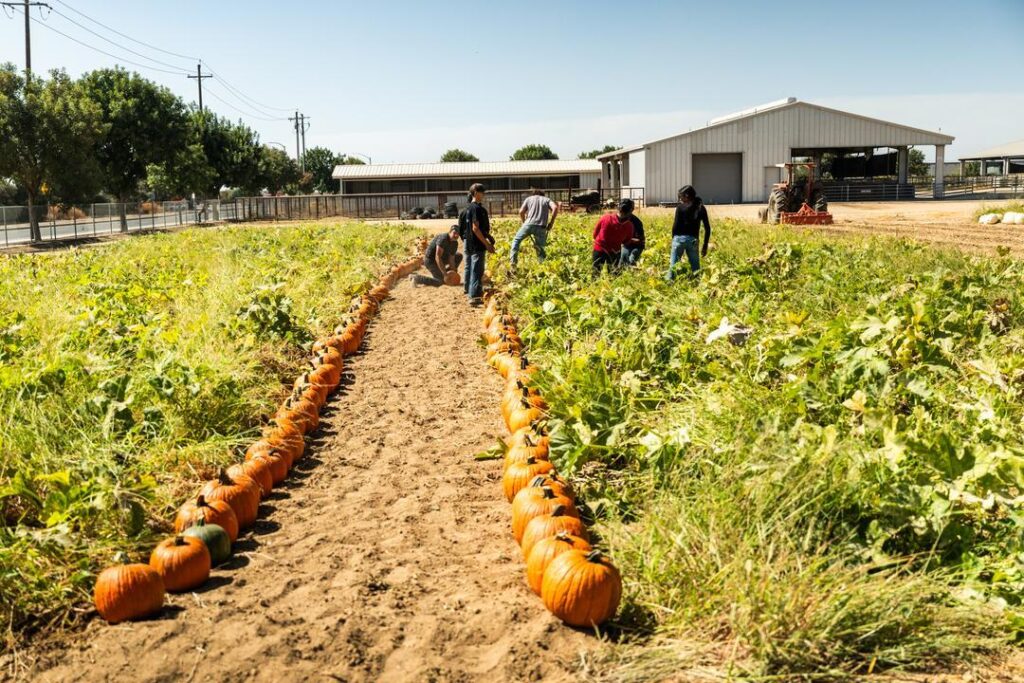 a path lined with pumpkins at the Madera FFA pumpkin patch 
