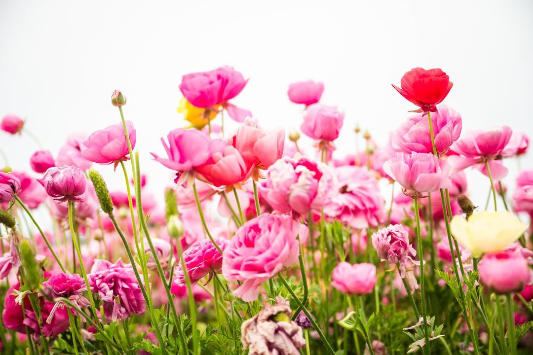 a field of pink ranunculus flowers