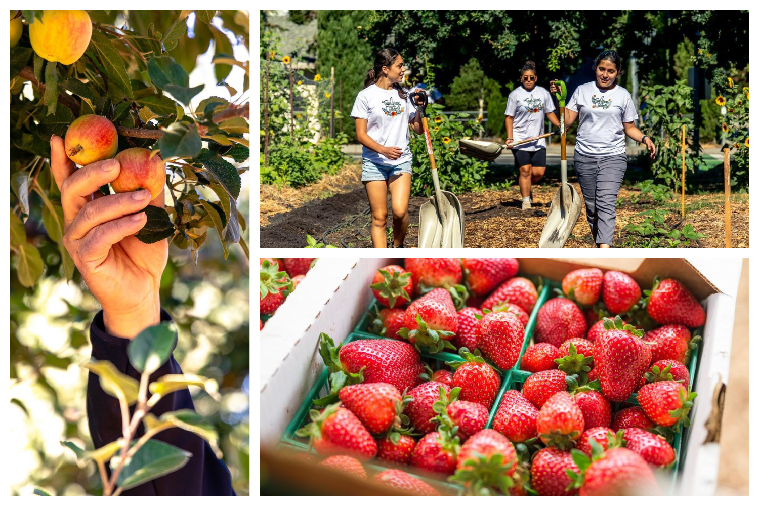 Collage of strawberries, hand picking an apples, and three girls walking through a farm for the 10 Coolest Sierra Foothills Farms