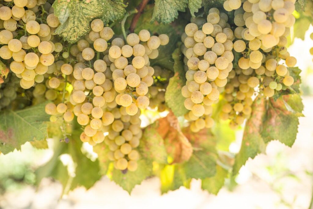 winegrapes ready for harvest 