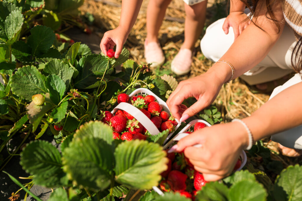 Two women picking berries at Granny May's u-pick strawberry farm 