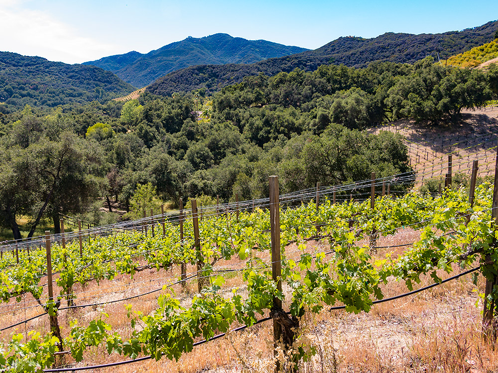 vineyard at Rosenthal wines