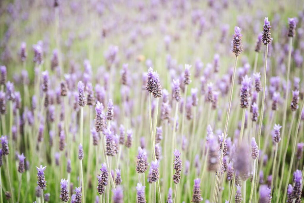 stay in a lavender field  - one of the many Northern California glamping experiences