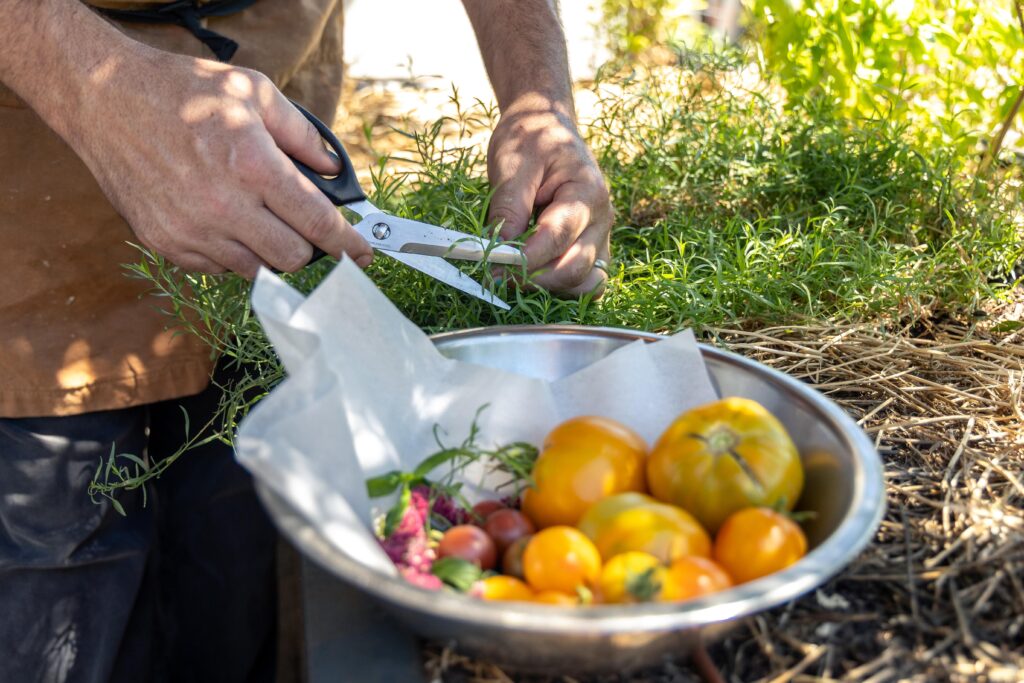 vegetables from the culinary garden at Canon, a farm-to-fork restaurant