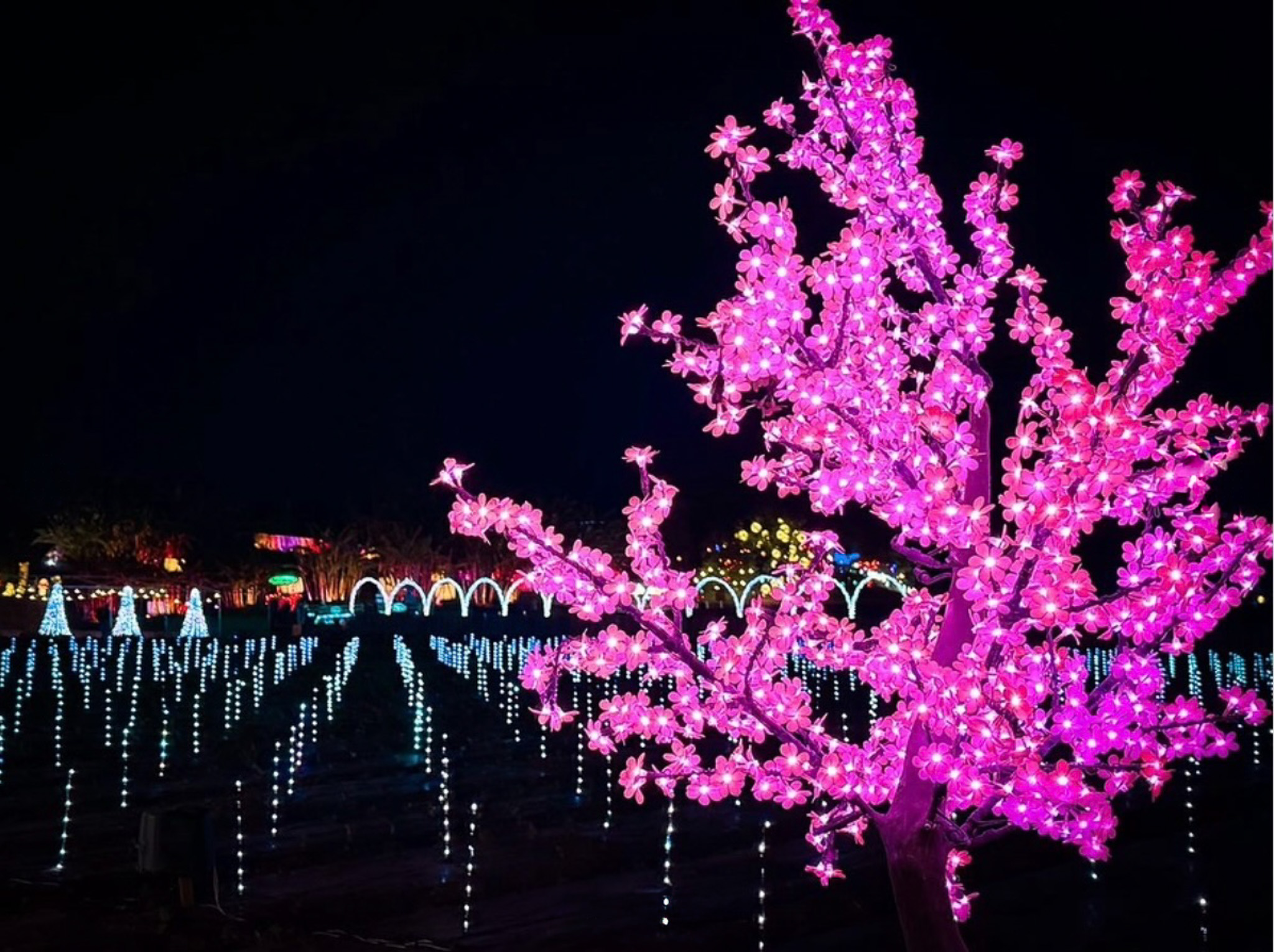 Hikari Farms Festival of Lights is a holiday event at a California farm