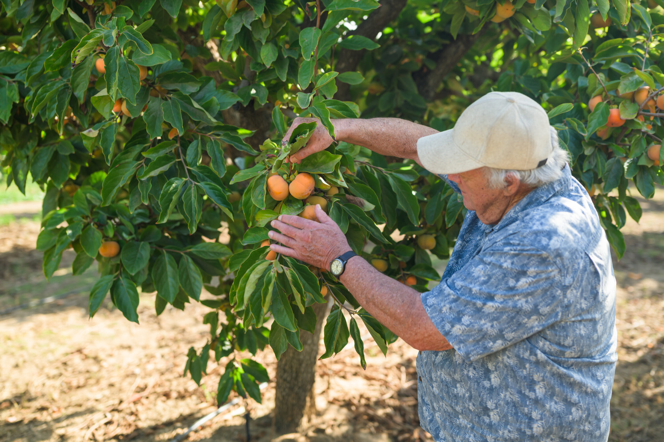 Andy Mariani inspecting stone fruit at Andy's Orchard in Morgan Hill