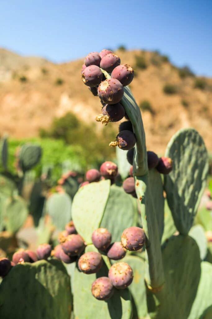prickly pear