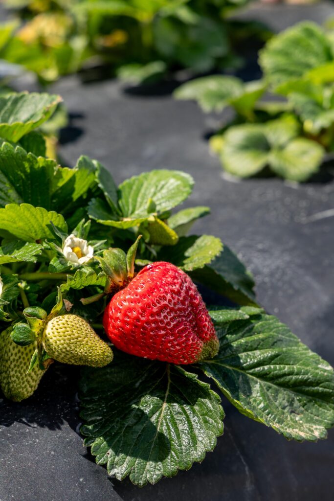 strawberries