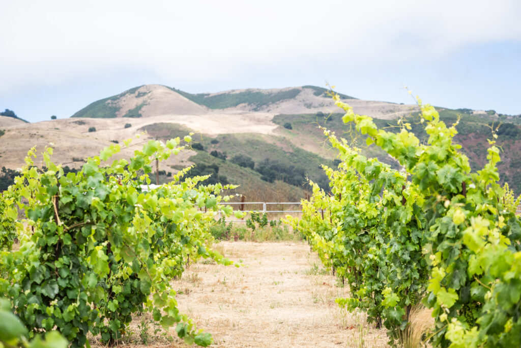 the vineyards at Stirm Wine Co. in Santa Cruz County