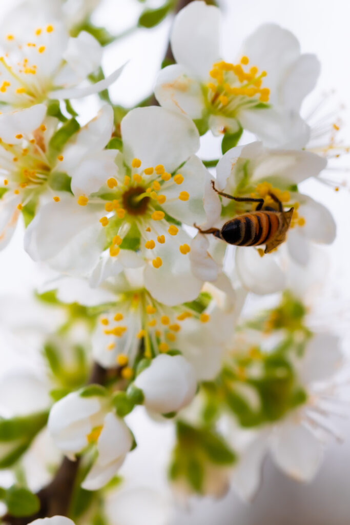 Prune bloom