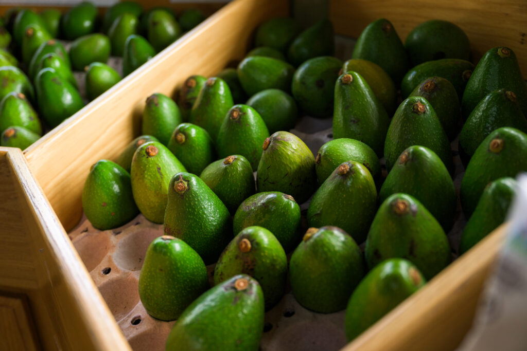 avocados at Morro Creek Ranch