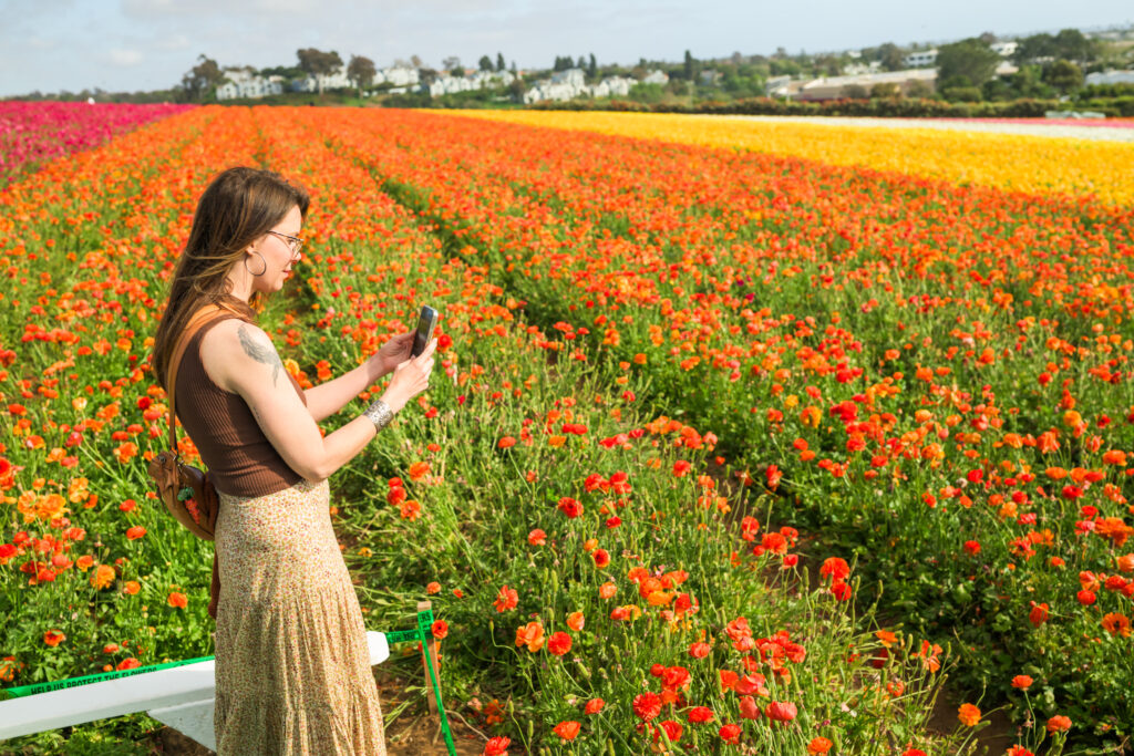 woman taking photos at the flower field