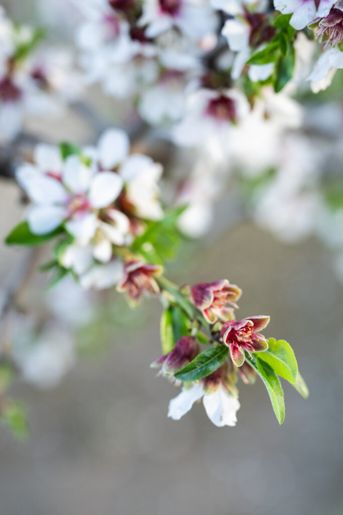almond blossoms on the California blossom trail
