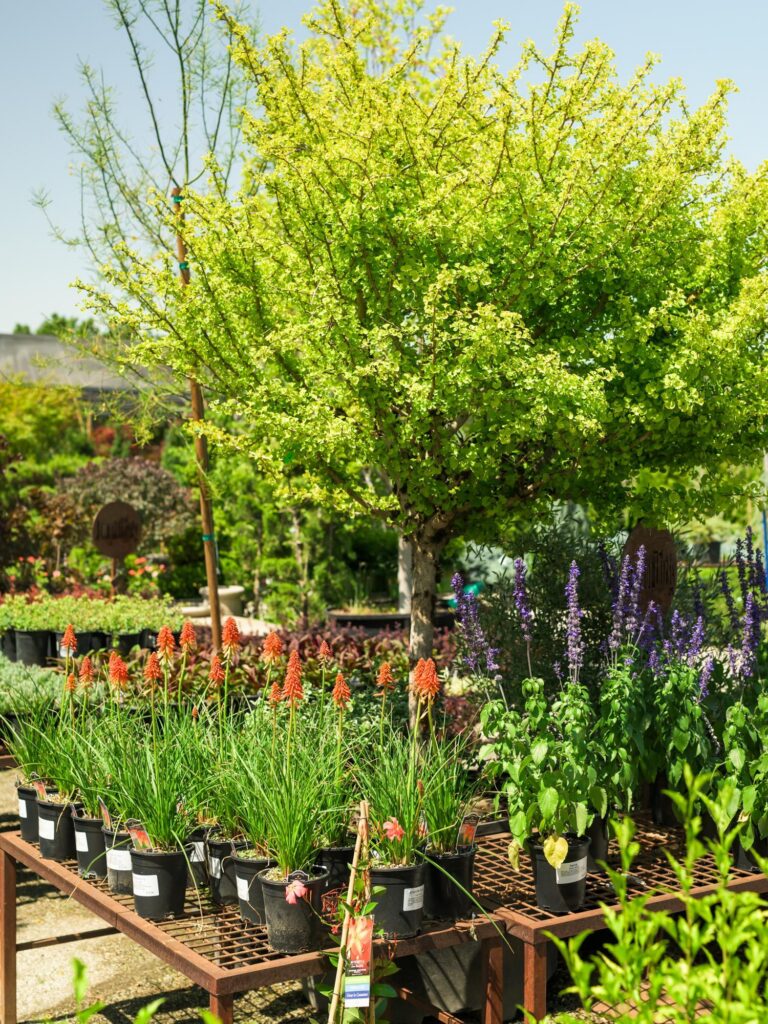 High Hand Nursery in Placer County