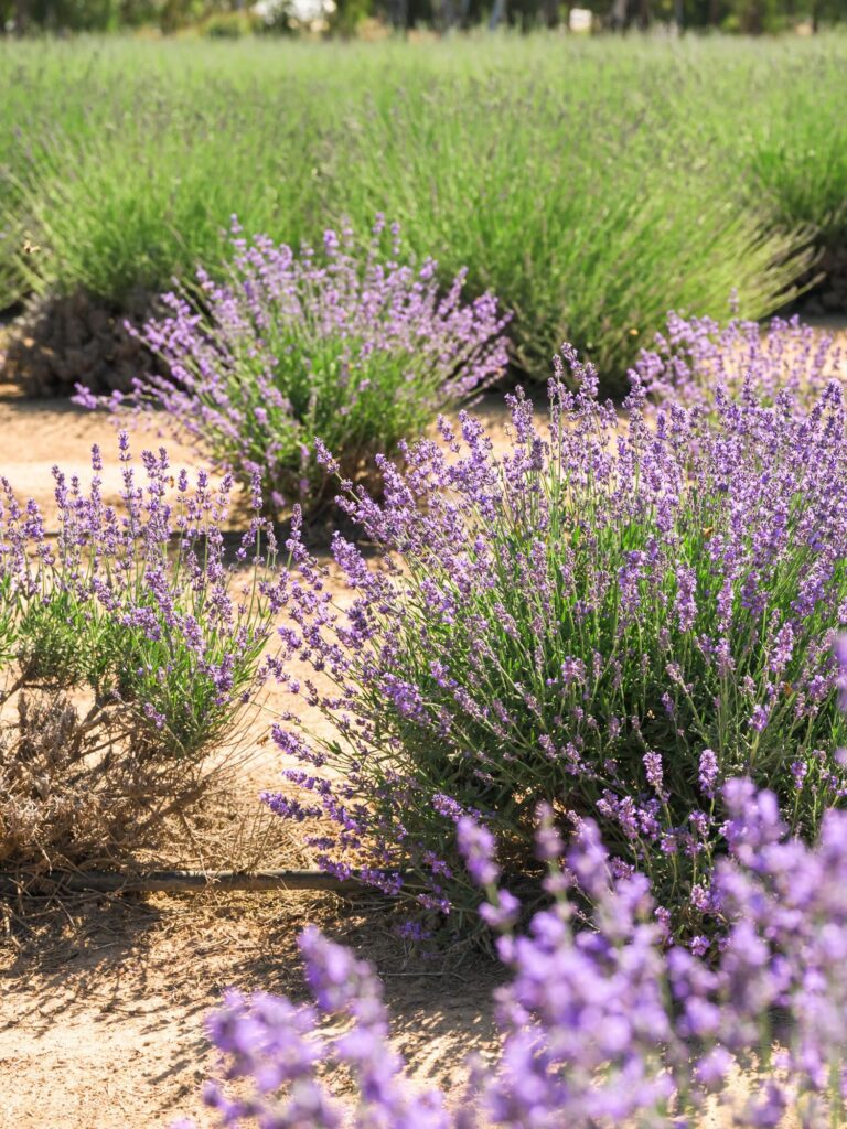 Lavender plants at Lavender Fresh in Fresno