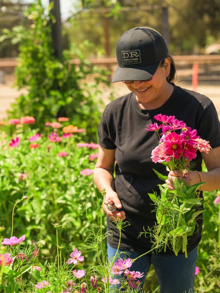 picking flowers at DeBellis Ranch in Los Angeles County