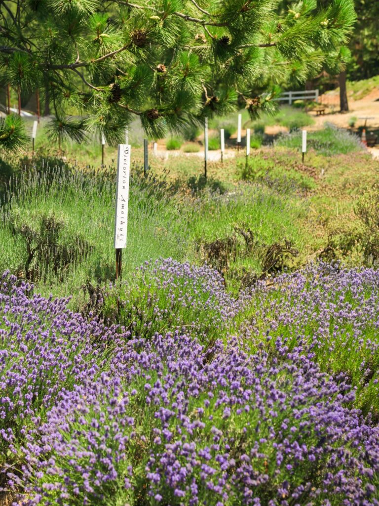 Different lavender varietals at Lavineyard in Shasta County